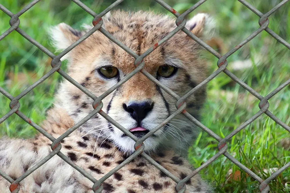 Animal in Zoo